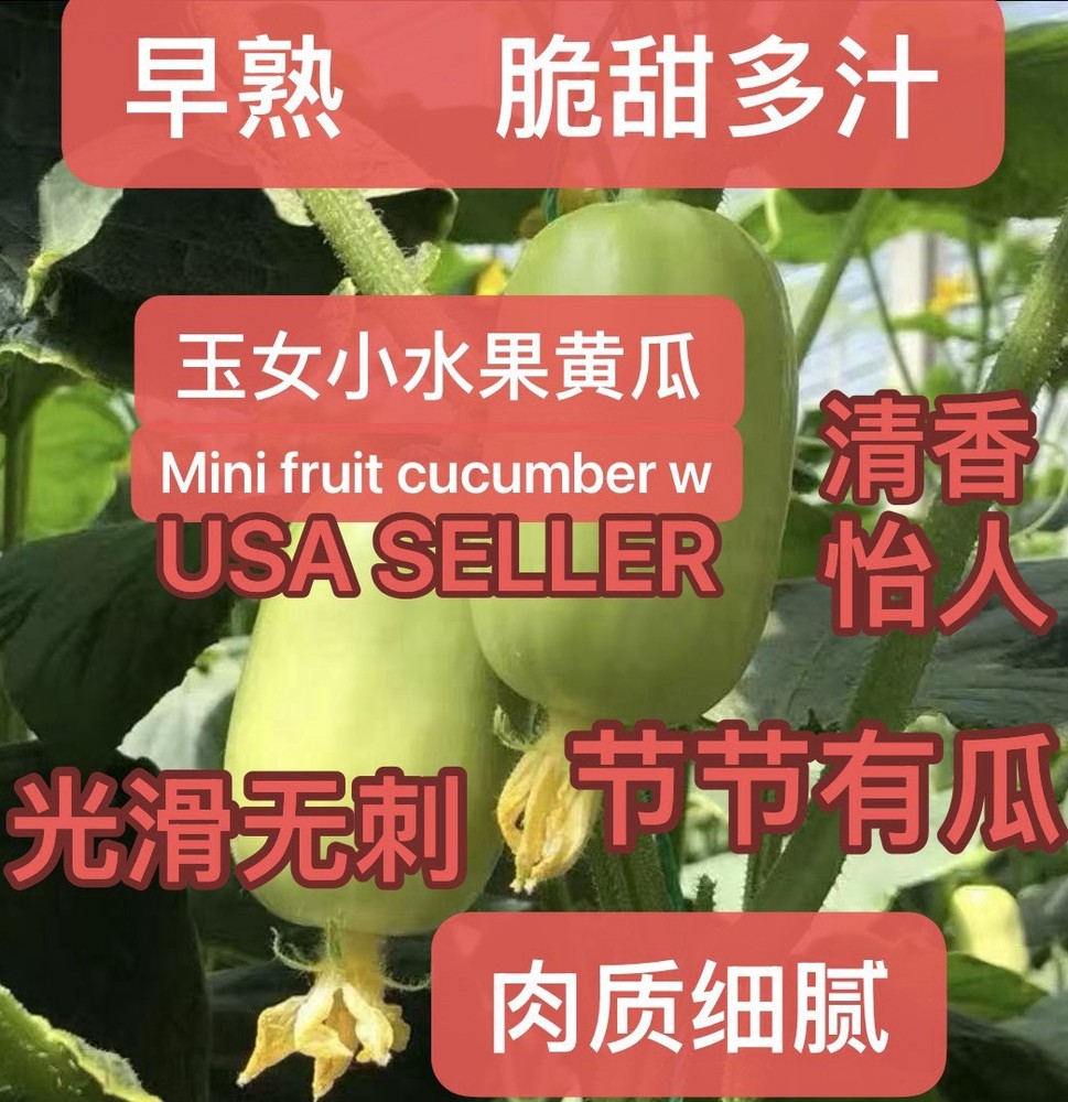 15CT F1 Mini Fruit Cucumber White Seeds Harvested In 2025. 15粒杂交玉女小水果黄瓜种子产于2025年