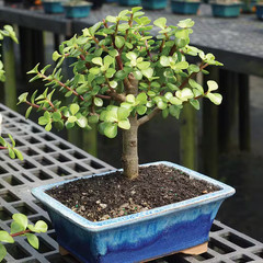 Dwarf Jade Bonsai Tree Indoor Plant with Ceramic Bonsai Pot Container, 4-Years O
