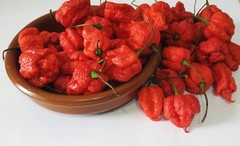 20 SEEDS OF CAROLINA REAPER EXTREMELY SPICY PEPPER 100% GUARANTEED