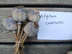 RARE-Genuine Afghan Galania Poppy Seeds – 2000 Count (Cold Stratified/US Seller)