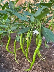30+ Sichuan ErJingTiao Hot Pepper Seeds 30多粒四川二荆条线椒种子 2023年产新种子