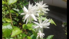 BELLE OF INDIA JASMINE~~Jasminum Sambac Double~Starter Plant~ Intensely Fragrant