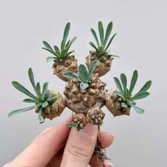 8cm Succulent Cactus Plant Euphorbia Gabizan（5-7 Heads）Cactaceae Beautiful Plant