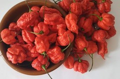 20 SEEDS OF CAROLINA REAPER EXTREMELY SPICY PEPPER 100% GUARANTEED