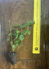 Florida Rose Pink Rabbiteye Blueberry – 1 TC plant/plug -3-6 in – Edible!