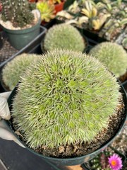 Deuterocohnia Brevifolia Rare Specimen Succulent Easy Care Live Collector Plant