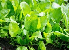 Perpetual Spinach Swiss Chard Seeds, NON-GMO, Salad Greens, FREE SHIPPING
