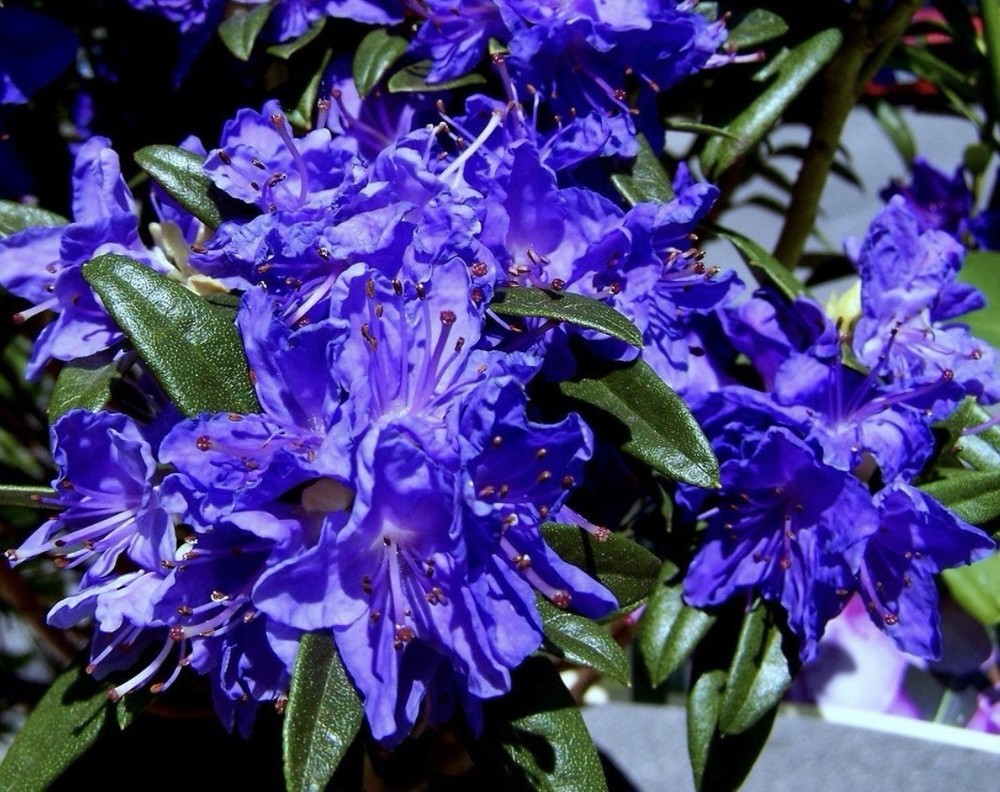 Blue Baron Rhododendron~Well Rooted Starter Plant