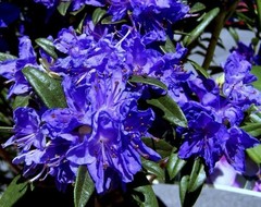 Blue Baron Rhododendron~Well Rooted Starter Plant