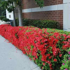 ~~ENCORE AUTUMN FIRE~~Azalea Deciduous Well Rooted Starter Plant~~DEEPEST RED!
