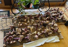 6 – KING HUMBERT Canna Lily Rhizomes bulbs purple/green Leaf, red/orange flowers