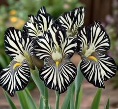 50 Iris Seeds Zebra Black + White Flower Plant (much less money than bulbs)