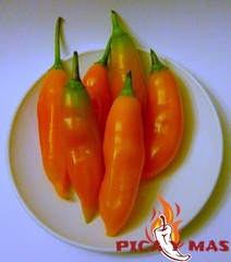 30 AJI LEMON CHILLI PERU CEVICHE CHILLI SEEDS SEEDS 100% GUARANTEED