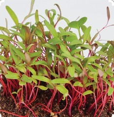 200 Rainbow Swiss Chard Seeds-Open Pollinated-Non GMO-Organic