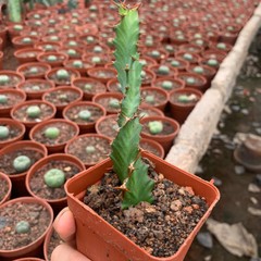 3PCS 8CM Succulent Cactus Plant Euphorbia Groenewdi Cactaceae Home Garden Plant