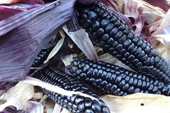 Maize Morado – Black Corn from Peru