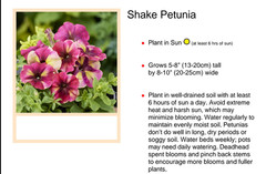 Petunia “Shake Raspberry” Live Annual Starter Plants/Plugs, 10 “baby” Plants