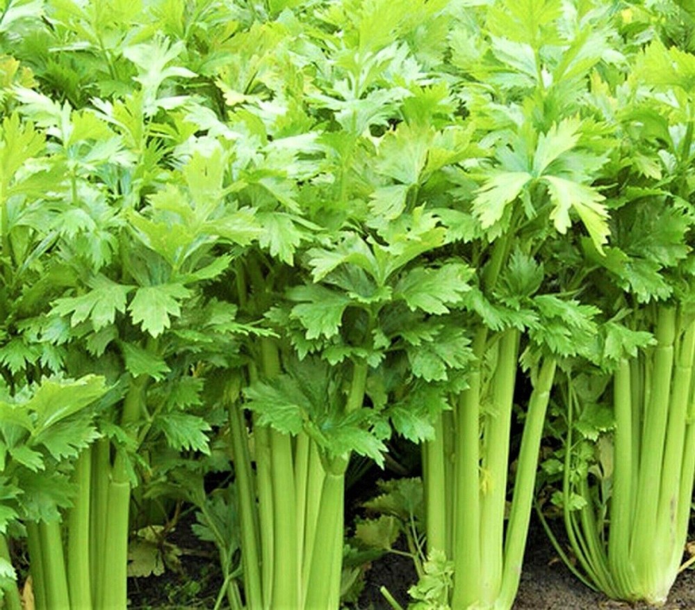 Tall Utah 52-70 Celery Seeds, NON-GMO, ORGANIC, HEIRLOOM – Free Shipping!