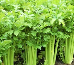 Tall Utah 52-70 Celery Seeds, NON-GMO, ORGANIC, HEIRLOOM – Free Shipping!