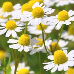Roman Chamomile Seeds | Heirloom / Non-GMO | Free Shipping | Herb Seeds | 1153
