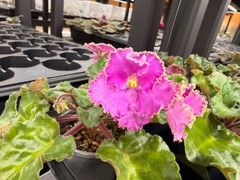 African Violet Plant Optimara Everglory Standard Big Starter Prolific Bloomer!