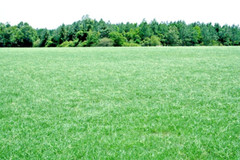 Annual Rye Grass 5.5 lbs Grass Seed Fast Growing Winter Fall Rye Grass FAST SHIP