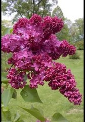 Congo Lilac~Syringa Vulgaris~Small Well Rooted STARTER Plant~4-8” Tall