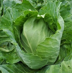 Early Jersy Wakefield Cabbage Seeds, NON-GMO, Variety Sizes, FREE SHIPPING
