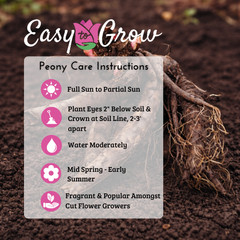 Easy to Grow Peony Prairie Charm (Itoh) 1 Root Division – Spring Yellow Blooms