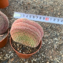 6-8CM Cactus Plant Echinocereus Rigidissimus Rubispinus Cristata Cactaceae Plant