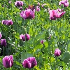 10,000 Authentic Untreated Imported Hungarian Papever Somniferum Poppy Seeds