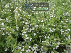 Common Garden Thyme Plant (Thymus vulgaris) Culinary Herb – Multiple Sizes