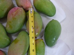 10 BIG Fresh South Florida Mangos VALENCIA PRIDE FRESH ORGANIC FRUIT
