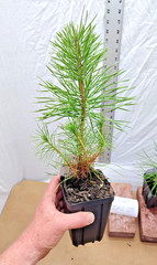 Japanese Black Pine 1 year old tree in nursery pot. Pinus thunbergii. Thunbergia