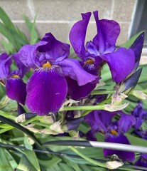 6 – Dark Purple COLORS BEARDED IRIS Bulbs/Rhizomes FRESH – Perennial