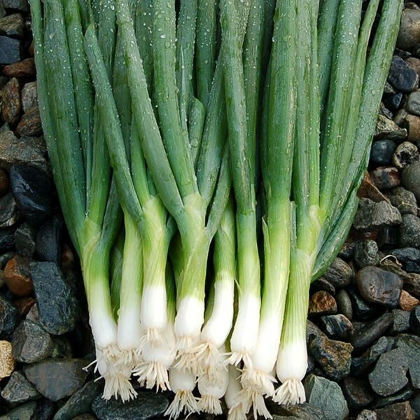200 EVERGREEN BUNCHING ONION SEEDS ~ heirloomseedguy ~ 2026 ~ NON-GMO