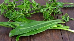 1000+ Culantro Seeds | recao | ngò gai Non-GMO Eryngium Foetidum Tropical Herb