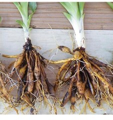 10 Orange Daylily BARE ROOTED PLANTS. Multiply Rapidly