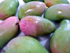 10 BIG Fresh South Florida Mangos VALENCIA PRIDE FRESH ORGANIC FRUIT