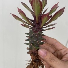 8CM Succulent Cactus Plant Euphorbia Guentheri Euphorbiaceae Home Garden Plant