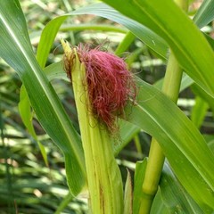 35 Organic Blue Hopi Corn Seed Non-GMO Heirloom- With Bonus!