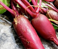 Cylindra Beet Seeds, NON-GMO, Formanova, Butter Slicer, FREE SHIPPING