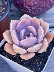 Rare Succulent Graptoveria Debbie Rooted Easy Care Pink Purple Live Plant 2.5″