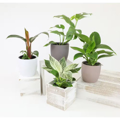 4.25 In. Philodendron Assortment (4-Pack)