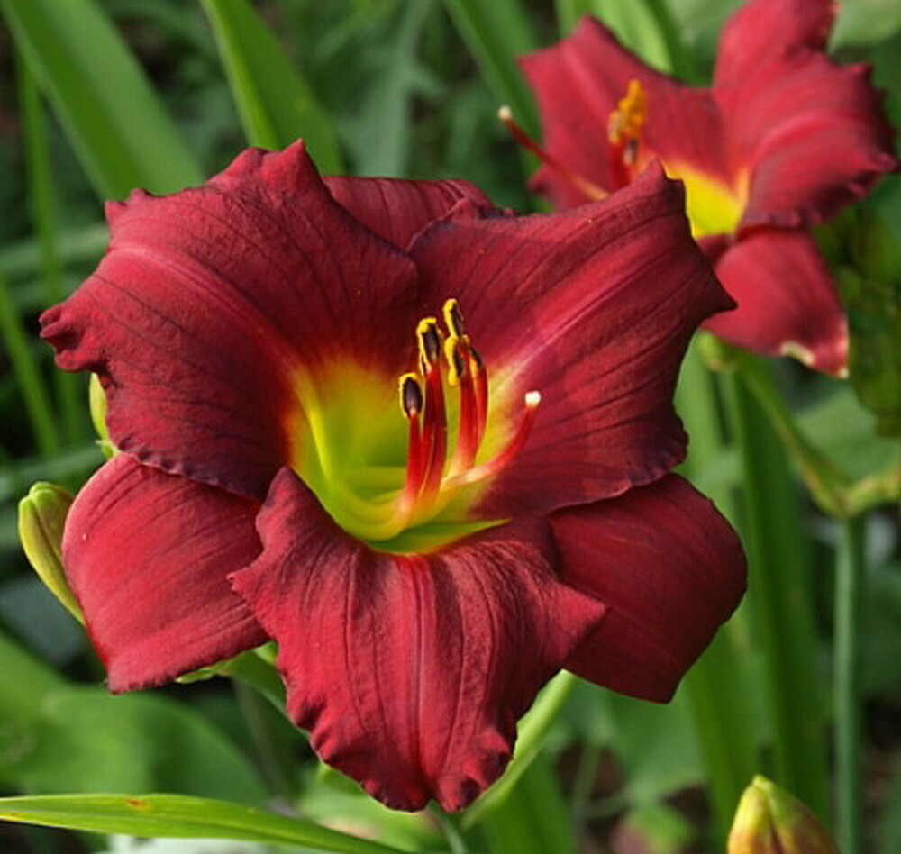 Dark Red Daylily One Rooted Starter Plant