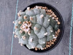 8cm Premium Spiral Stepped LW Own Root
