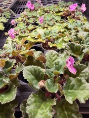African Violet Plant Optimara Everglory Standard Big Starter Prolific Bloomer!