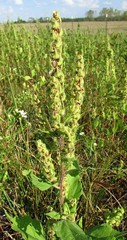 annual marsh elder, sumpweed (Iva annua)—1,000 seeds ($3.50)
