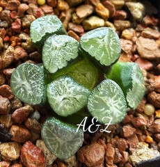 Rare Succulent: Haworthia Maughanii 4 Years Old Seedling