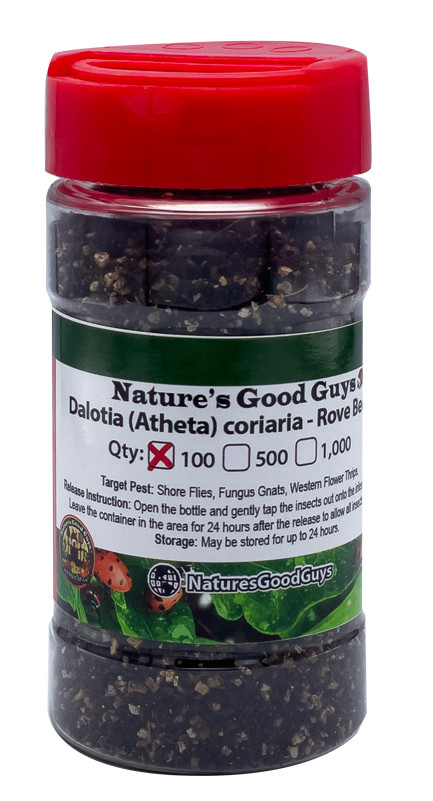 Nature’s Good Guys Dalotia (Atheta) coriaria – Rove Beetle – 100 Insects